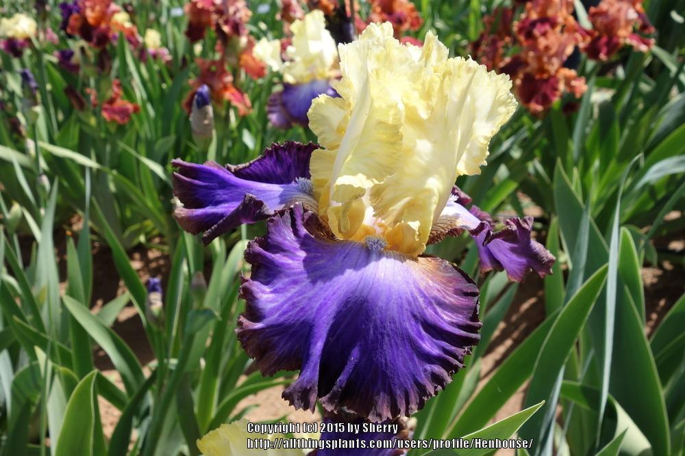 Photo of Tall Bearded Iris (Iris 'Adventurous') uploaded by Henhouse