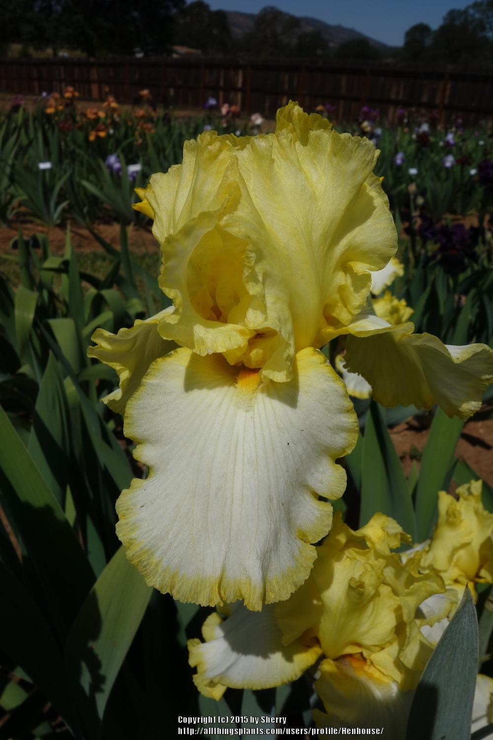 Photo of Tall Bearded Iris (Iris 'Check It Out') uploaded by Henhouse
