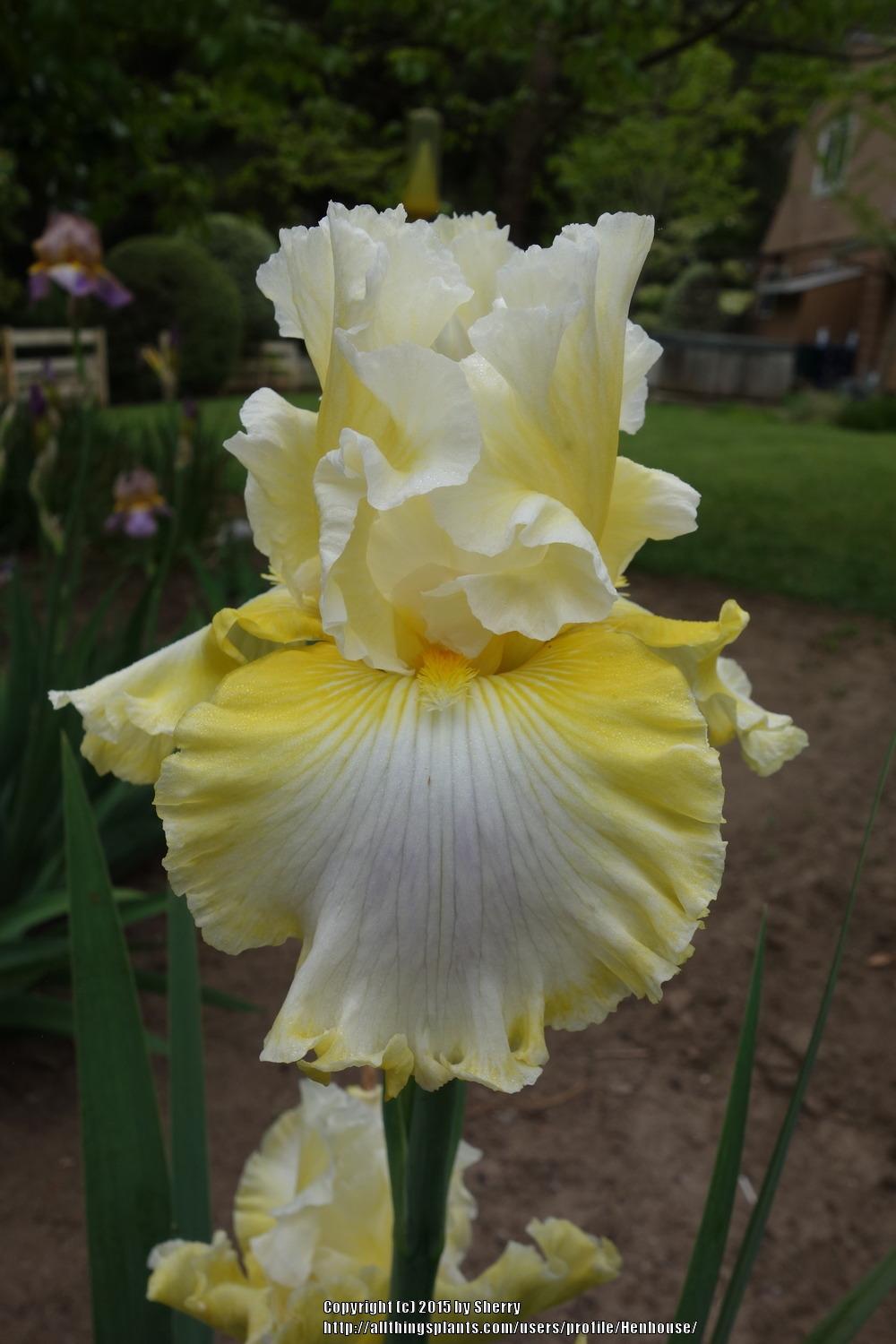 Photo of Tall Bearded Iris (Iris 'Yours Truly') uploaded by Henhouse