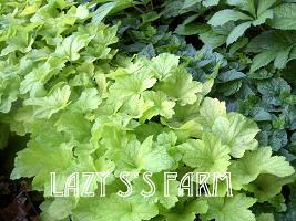 Photo of Coral Bells (Heuchera 'Electric Lime') uploaded by Joy