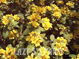 Photo of Dense-Flowered Loosestrife (Lysimachia congestiflora 'Eco Dark Satin') uploaded by Joy