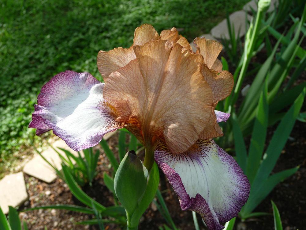 Photo of Tall Bearded Iris (Iris 'Las Vegas') uploaded by Lestv