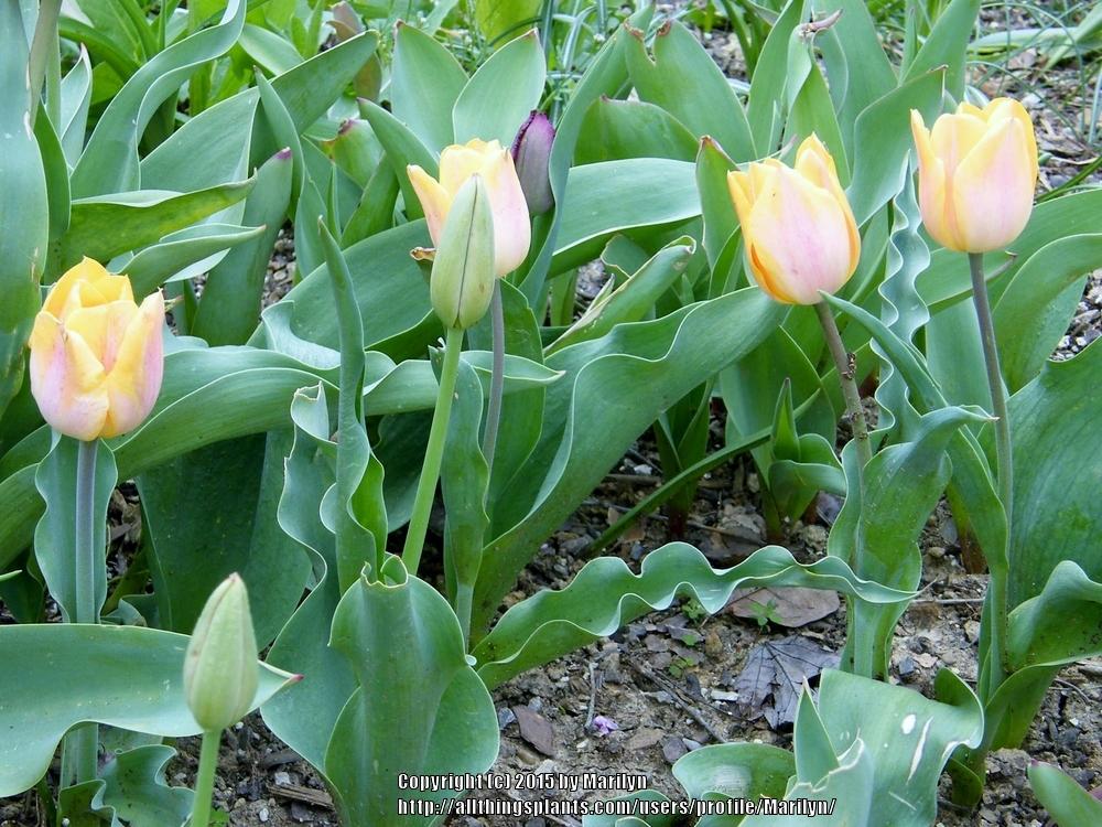 Photo of Tulip (Tulipa 'Jenny') uploaded by Marilyn