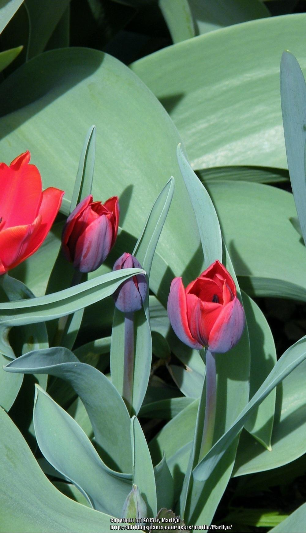 Photo of Single Early Tulip (Tulipa 'Couleur Cardinal') uploaded by Marilyn