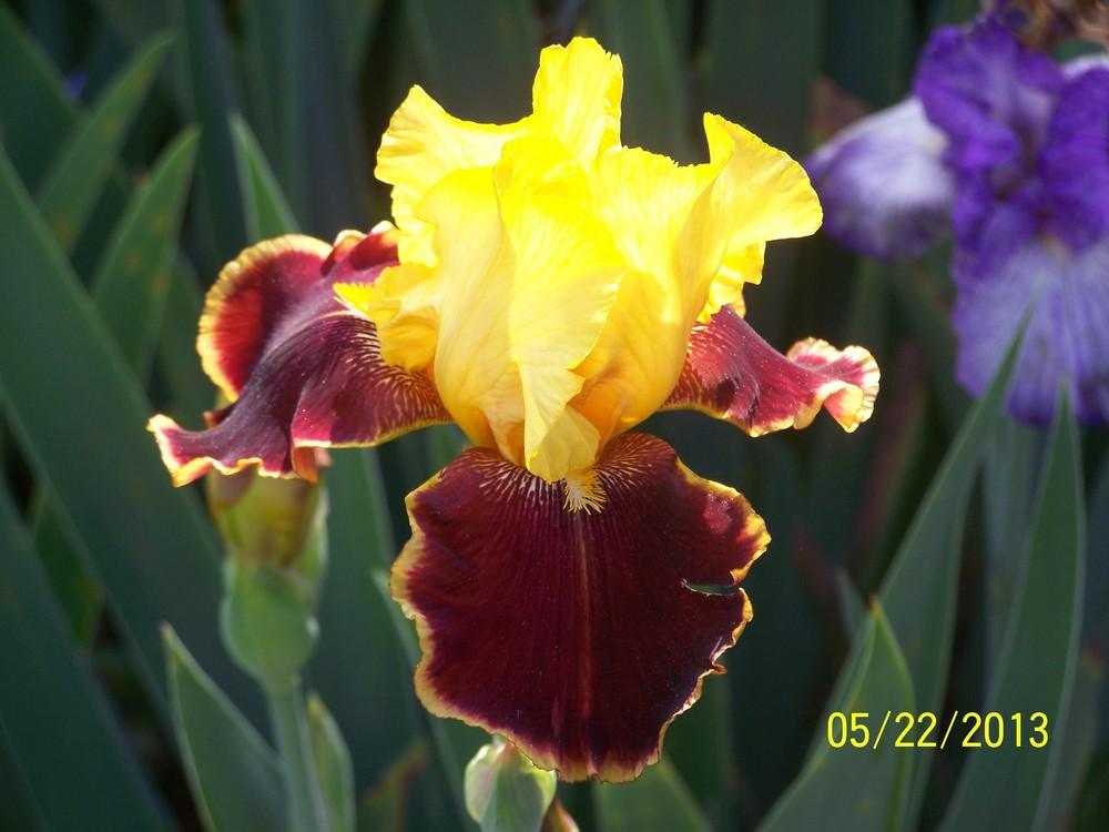 Photo of Tall Bearded Iris (Iris 'Intense Emotions') uploaded by Misawa77