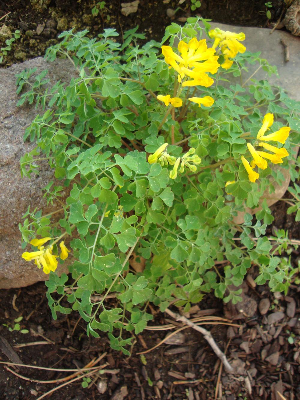 Photo of Yellow Corydalis (Pseudofumaria lutea) uploaded by Paul2032