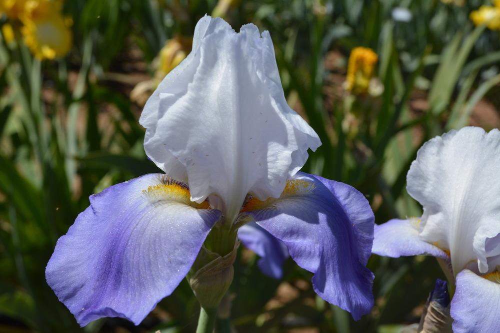 Photo of Tall Bearded Iris (Iris 'Whole Cloth') uploaded by Phillipb2