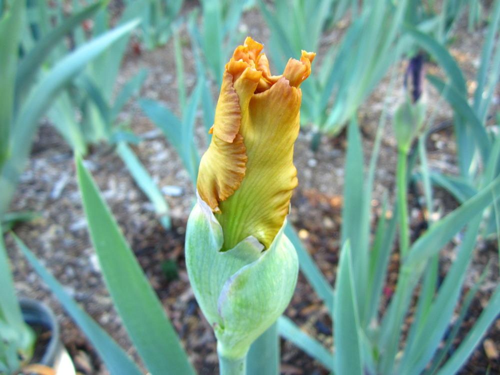 Photo of Tall Bearded Iris (Iris 'Honeycomb') uploaded by UndertheSun