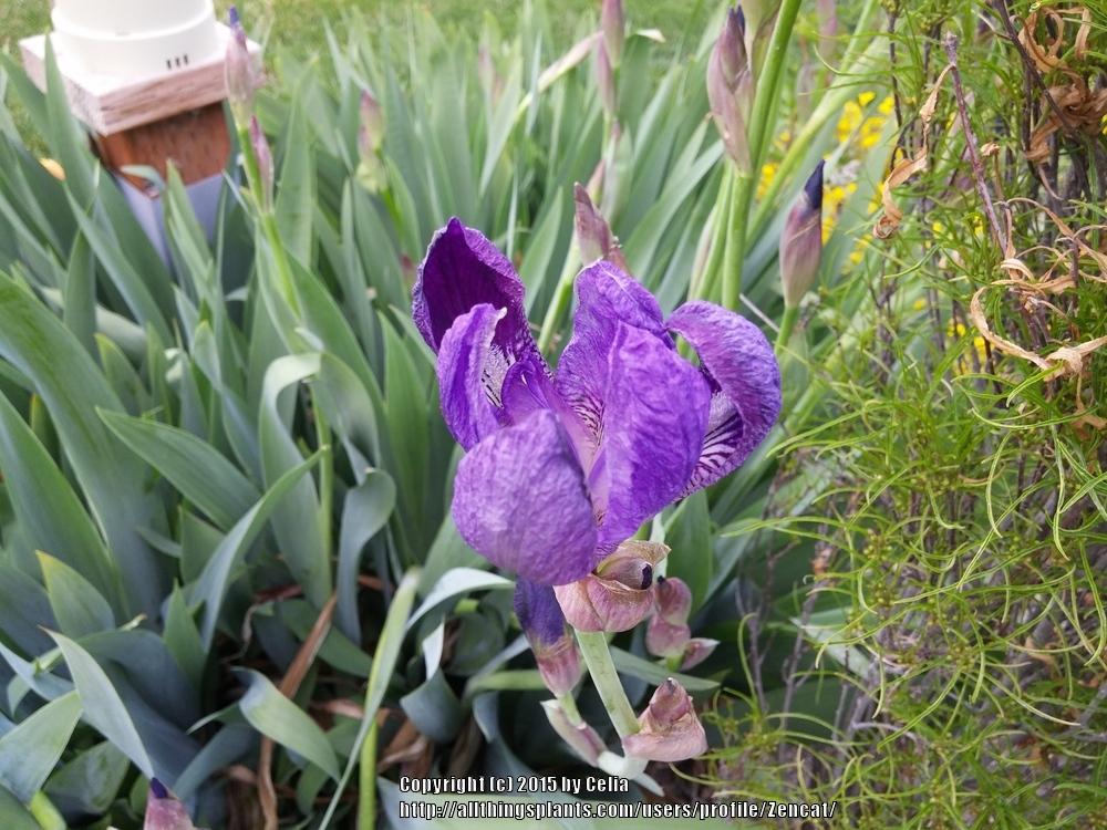 Photo of Species Iris (Iris x germanica) uploaded by Zencat