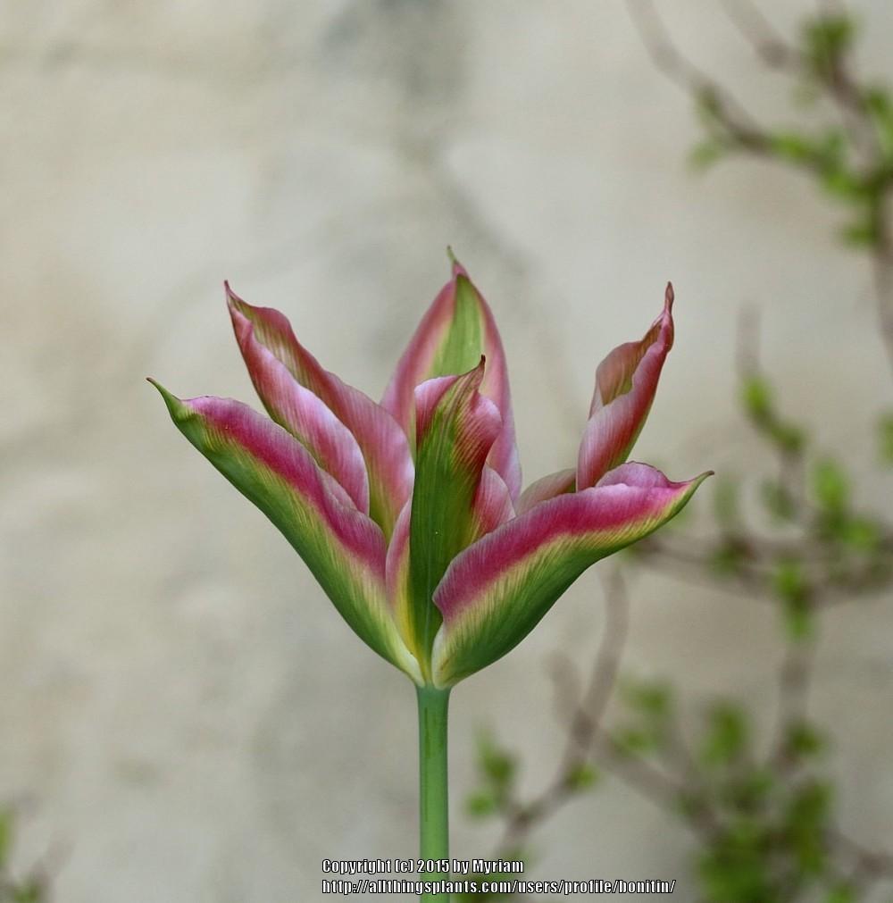 Photo of Viridiflora Tulip (Tulipa 'Virichic') uploaded by bonitin