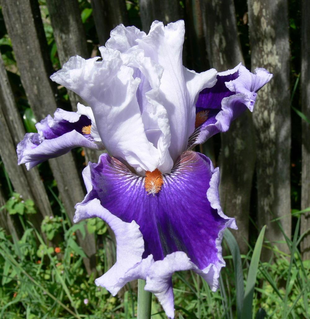 Photo of Tall Bearded Iris (Iris 'Bravery') uploaded by janwax