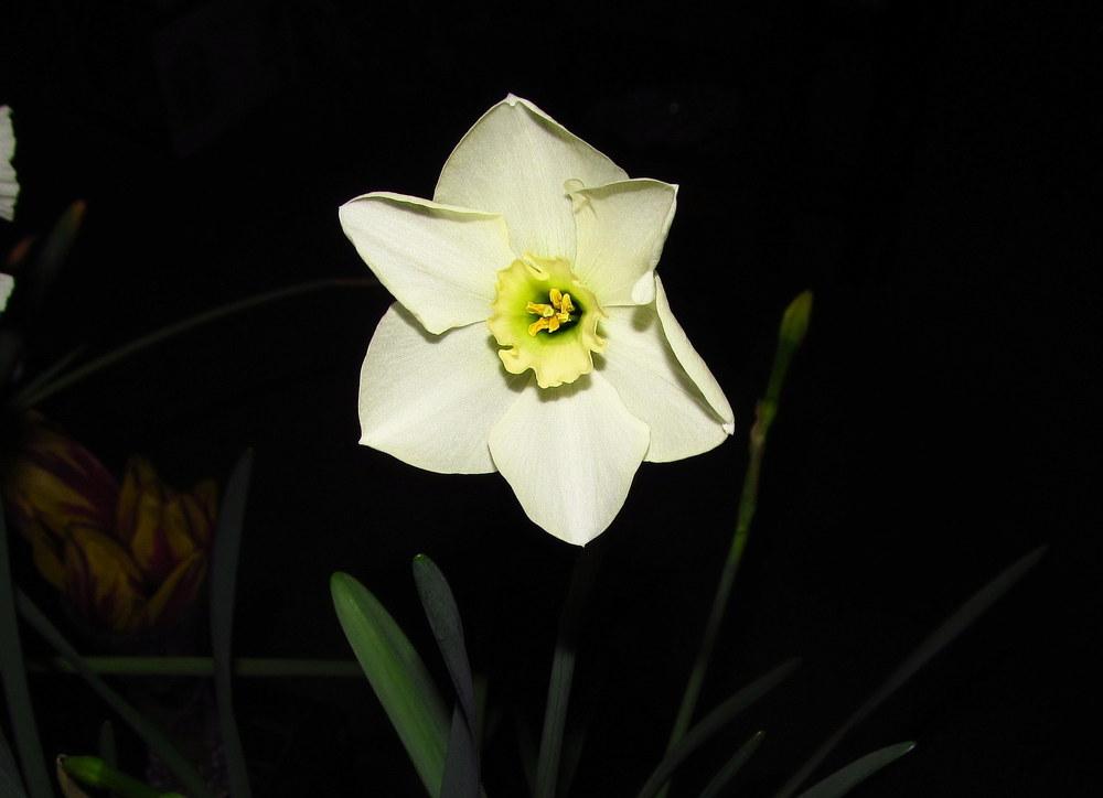 Photo of Daffodil (Narcissus 'Green Eyed Lady') uploaded by jmorth