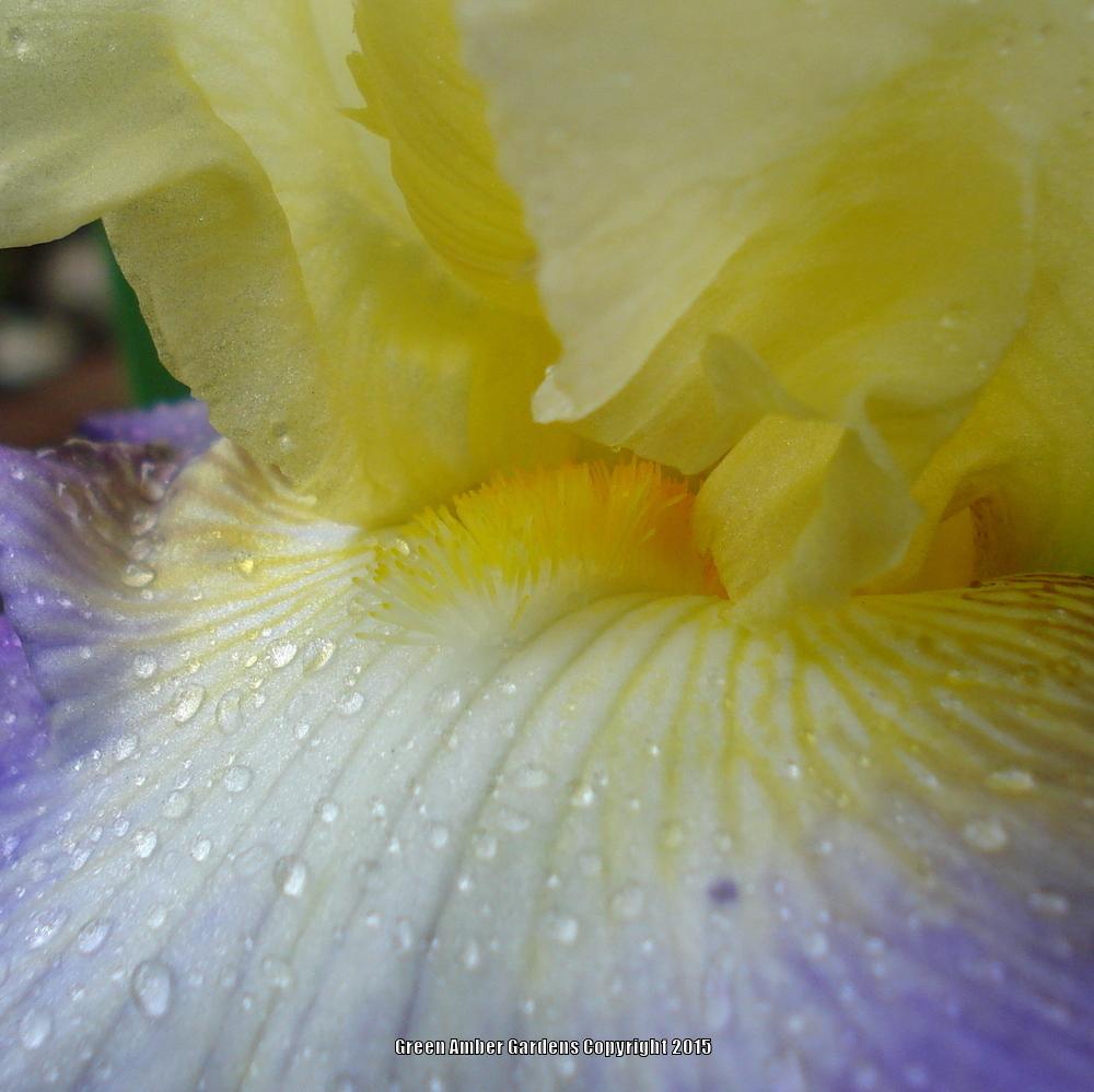 Photo of Tall Bearded Iris (Iris 'Designer's Art') uploaded by lovemyhouse