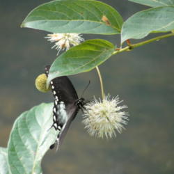 Location: Ripley, WV
Date: 2010-07-18
With Spicebush Swallowtail