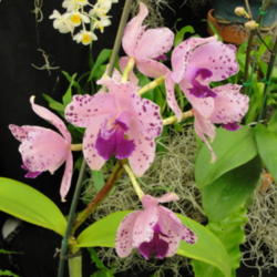 Location: Tampa, FL
Date: 2013-03-01
Tampa Bay Orchid Society Show