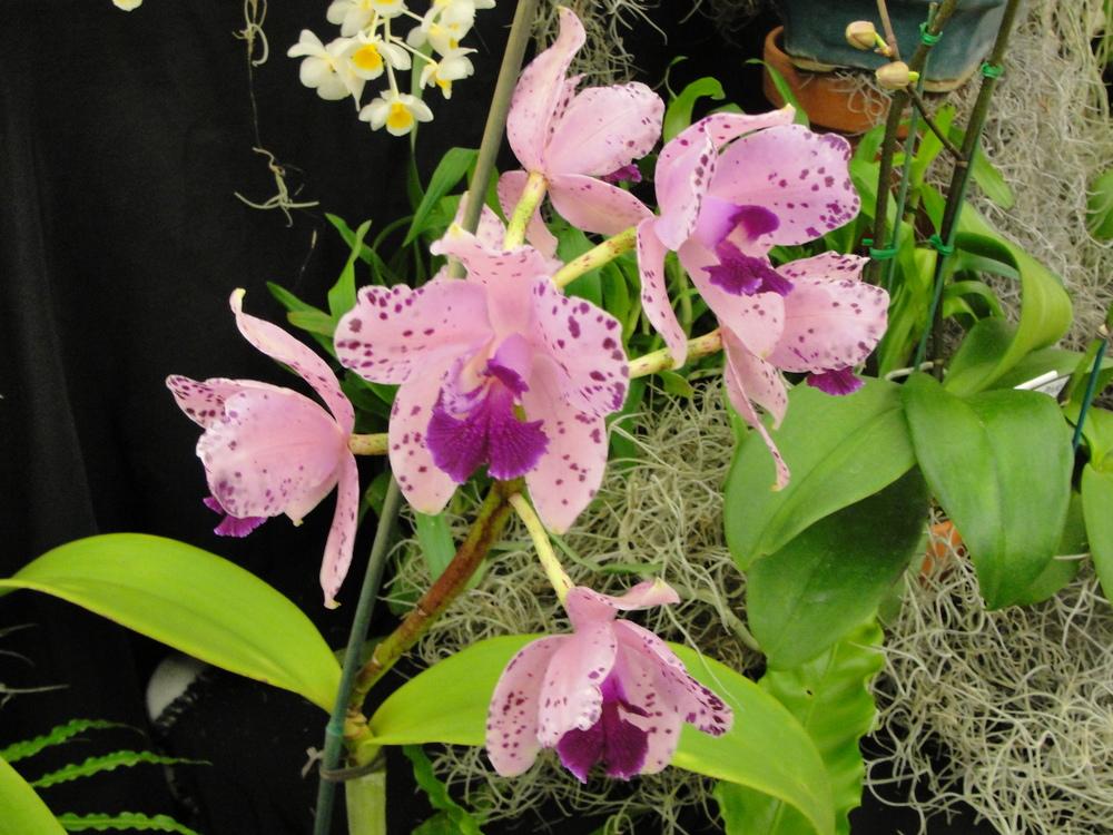Photo of Orchid (Cattleya amethystoglossa) uploaded by mellielong