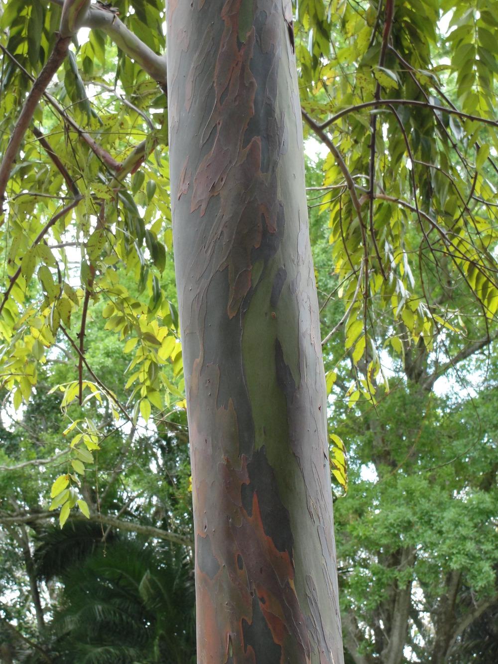 Photo of Rainbow Eucalyptus (Eucalyptus deglupta) uploaded by mellielong