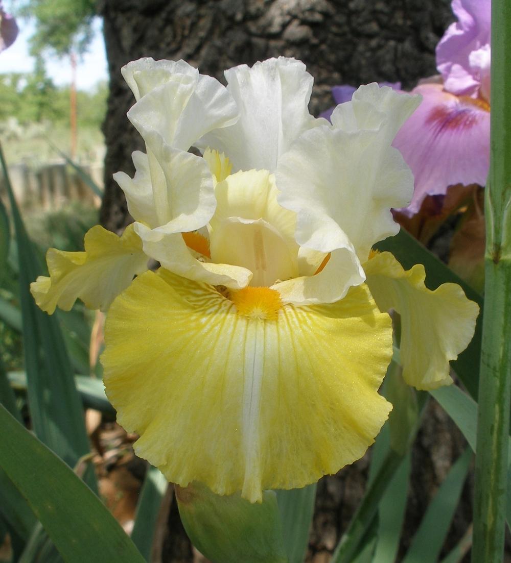 Photo of Tall Bearded Iris (Iris 'Sunshine Lady') uploaded by needrain