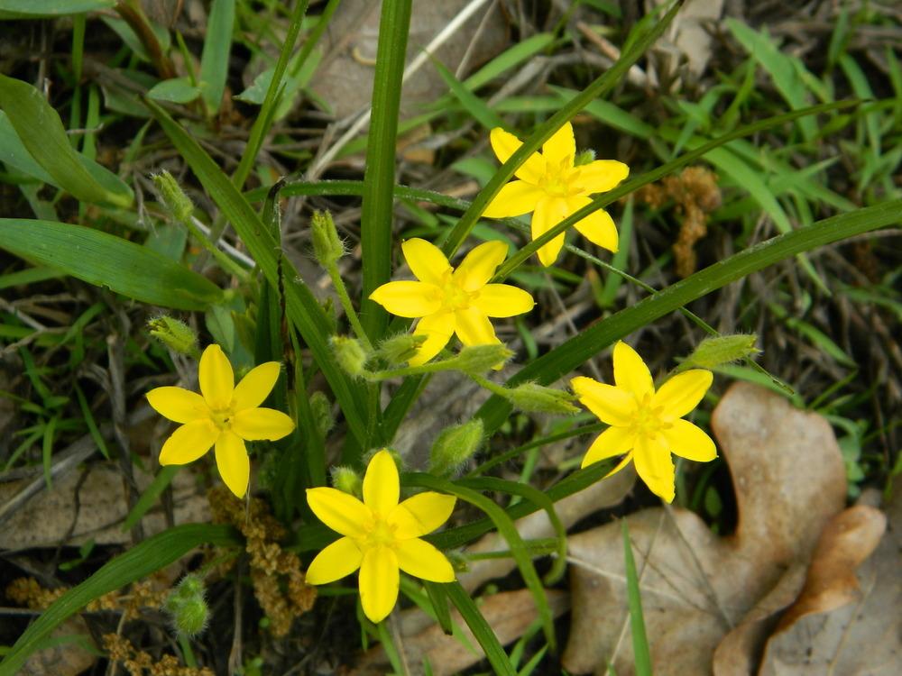 Photo of Eastern Yellow Star Grass (Hypoxis hirsuta) uploaded by wildflowers