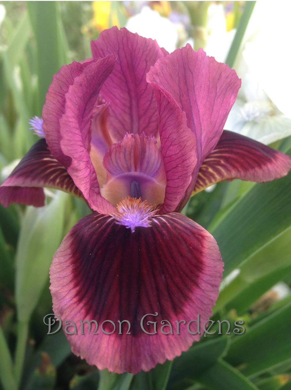 Photo of Standard Dwarf Bearded Iris (Iris 'Cat's Eye') uploaded by DamonGardens