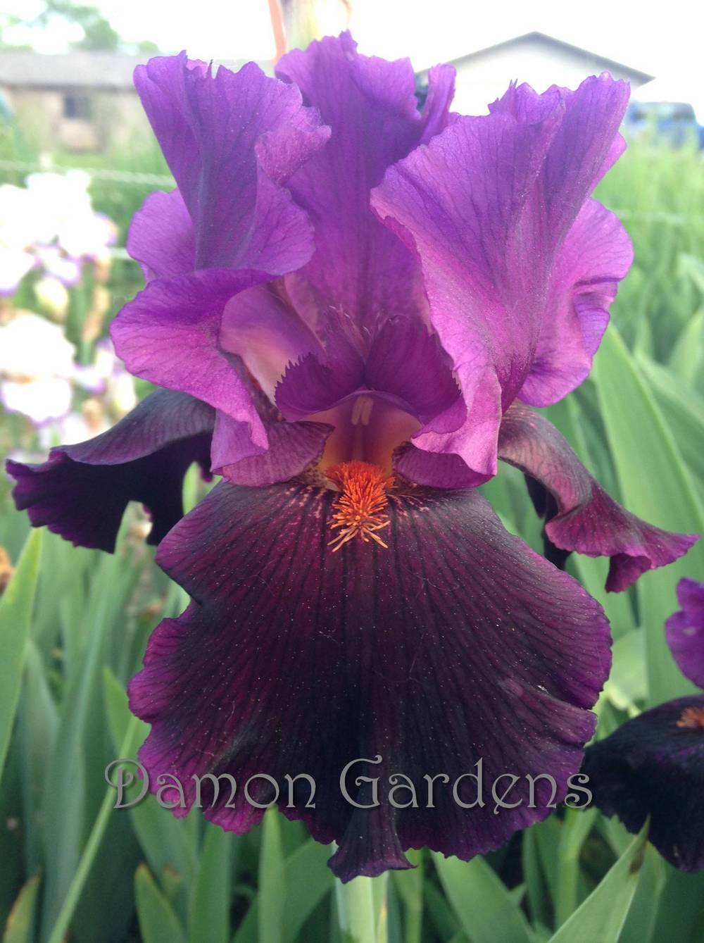 Photo of Tall Bearded Iris (Iris 'Black Magic Woman') uploaded by DamonGardens