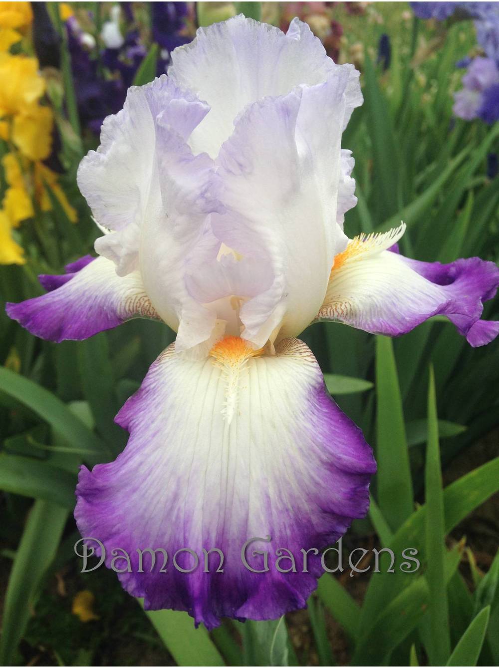 Photo of Tall Bearded Iris (Iris 'Conjuration') uploaded by DamonGardens