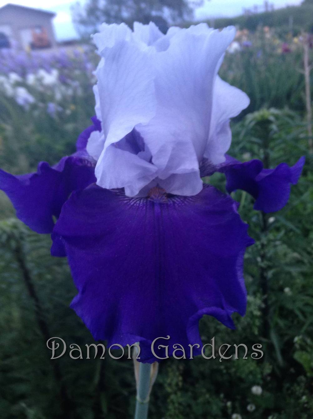 Photo of Tall Bearded Iris (Iris 'Best Bet') uploaded by DamonGardens