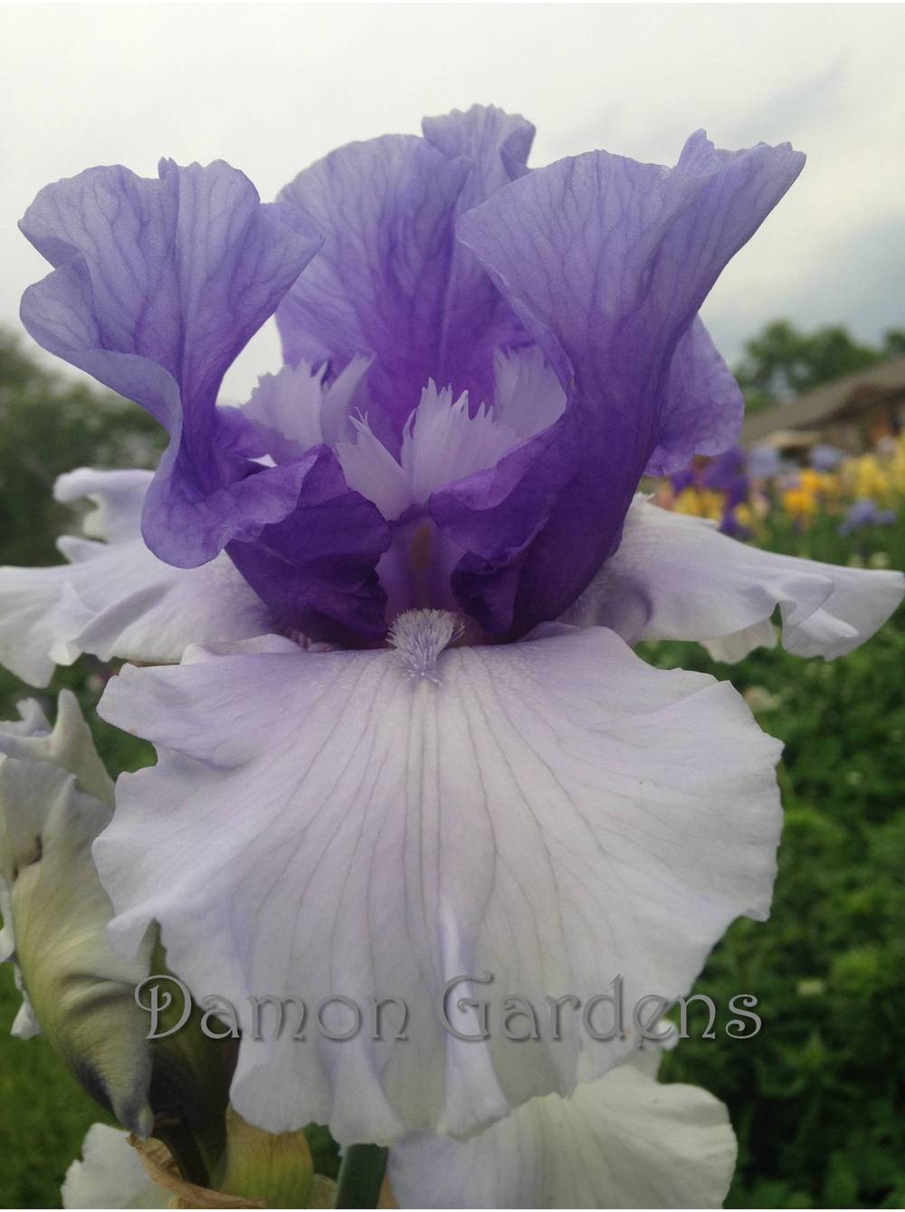 Photo of Tall Bearded Iris (Iris 'Crowned Heads') uploaded by DamonGardens