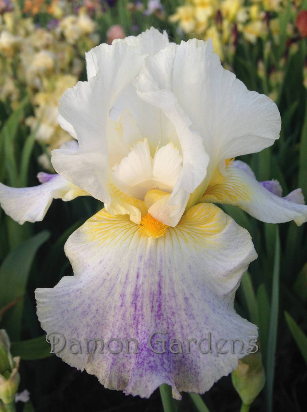 Photo of Tall Bearded Iris (Iris 'Arctic Burst') uploaded by DamonGardens