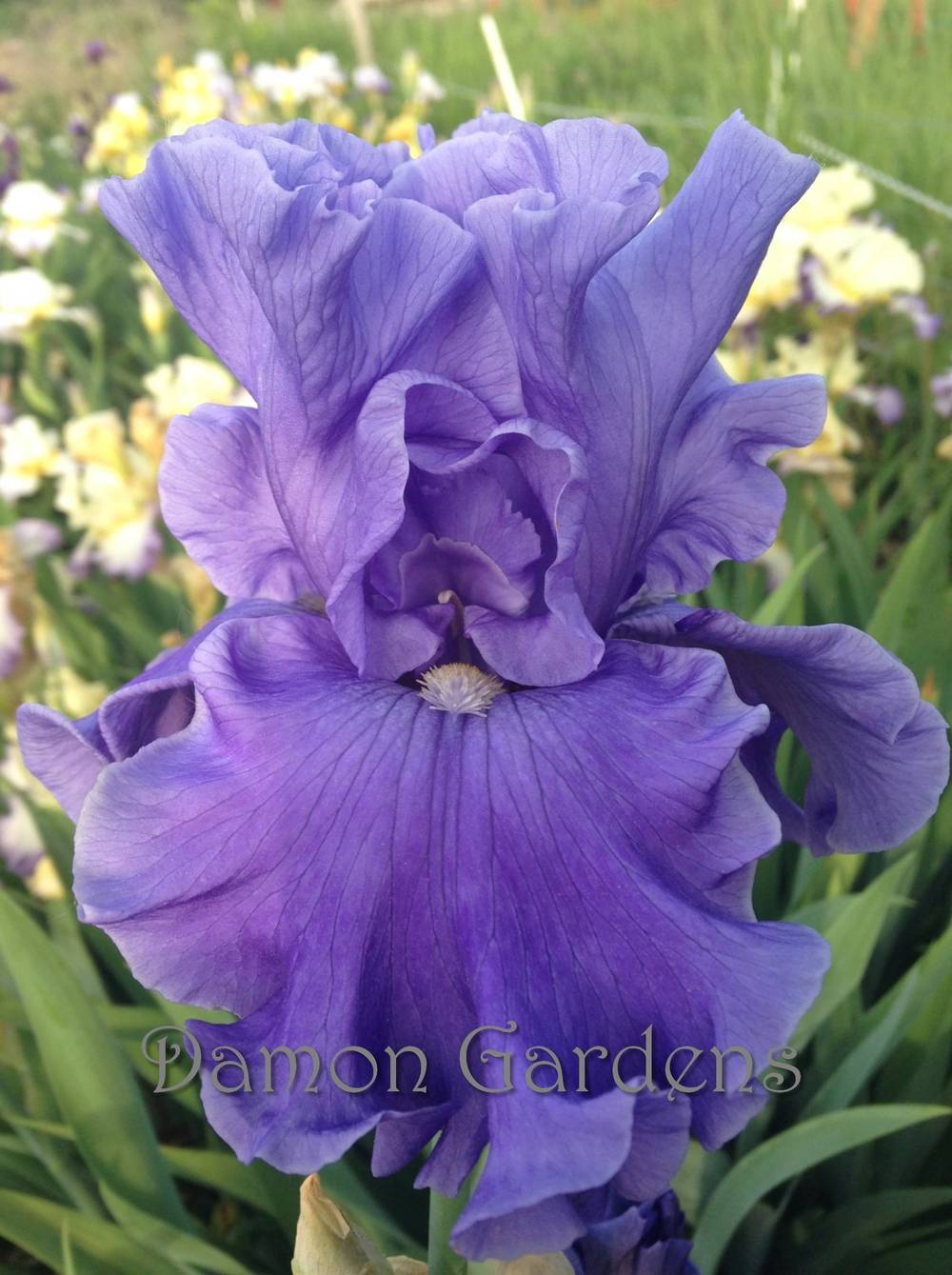 Photo of Tall Bearded Iris (Iris 'Adriatic Waves') uploaded by DamonGardens