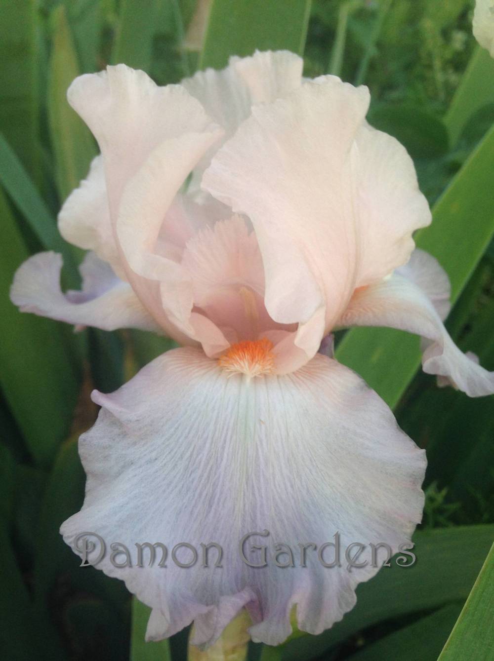 Photo of Tall Bearded Iris (Iris 'Celebration Song') uploaded by DamonGardens