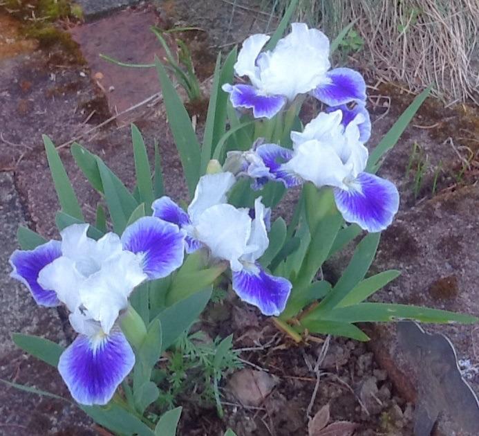 Photo of Standard Dwarf Bearded Iris (Iris 'Boo') uploaded by Jewell