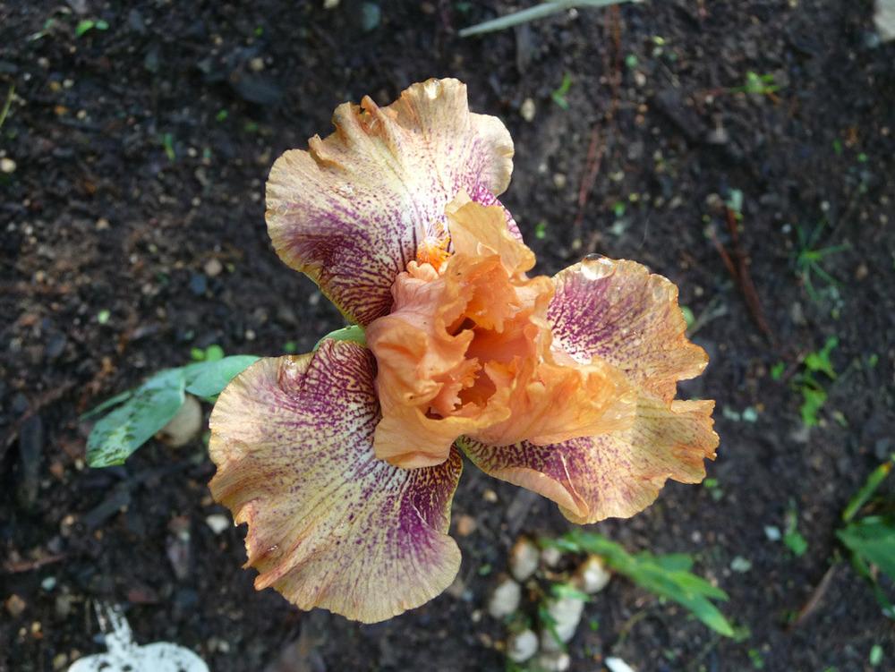 Photo of Intermediate Bearded Iris (Iris 'Persnickety') uploaded by Lestv