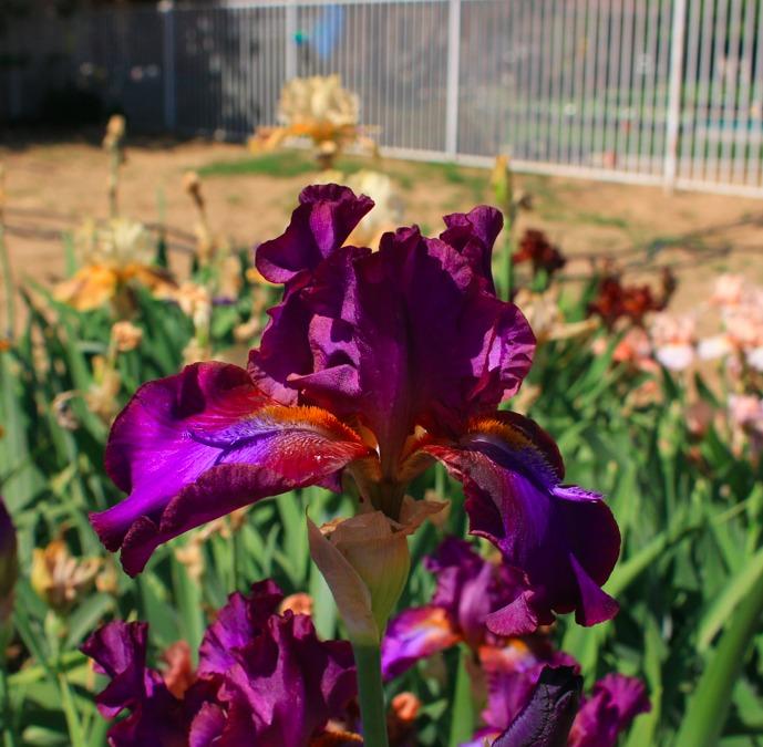 Photo of Tall Bearded Iris (Iris 'Mescalero Chief') uploaded by Moiris