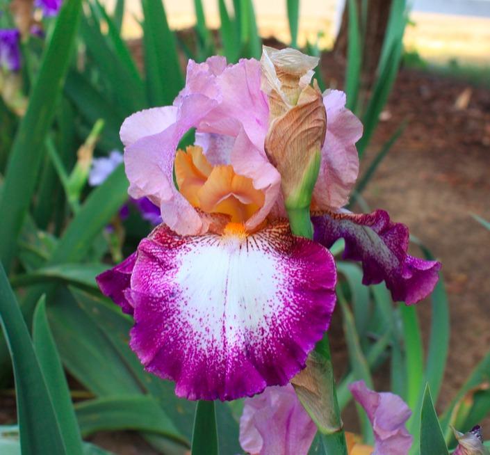 Photo of Tall Bearded Iris (Iris 'Change of Pace') uploaded by Moiris