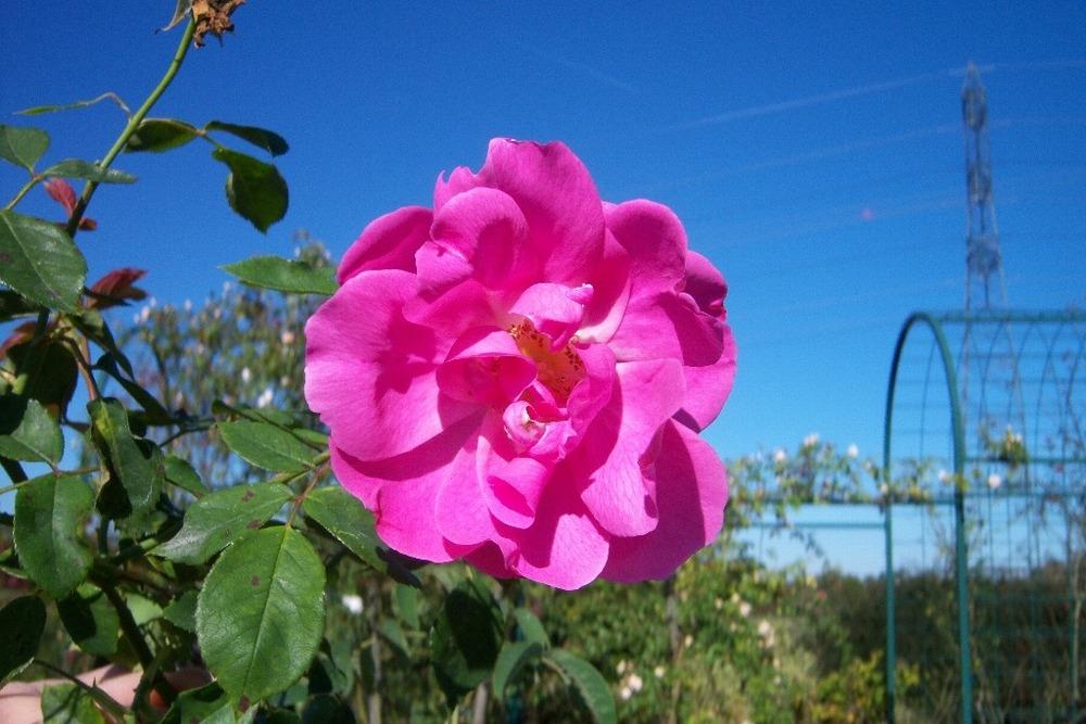 Photo of Rose (Rosa 'Adam Messerich') uploaded by admin