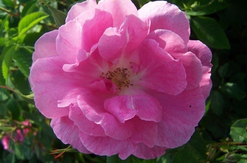 Photo of Rose (Rosa 'Adam Messerich') uploaded by admin