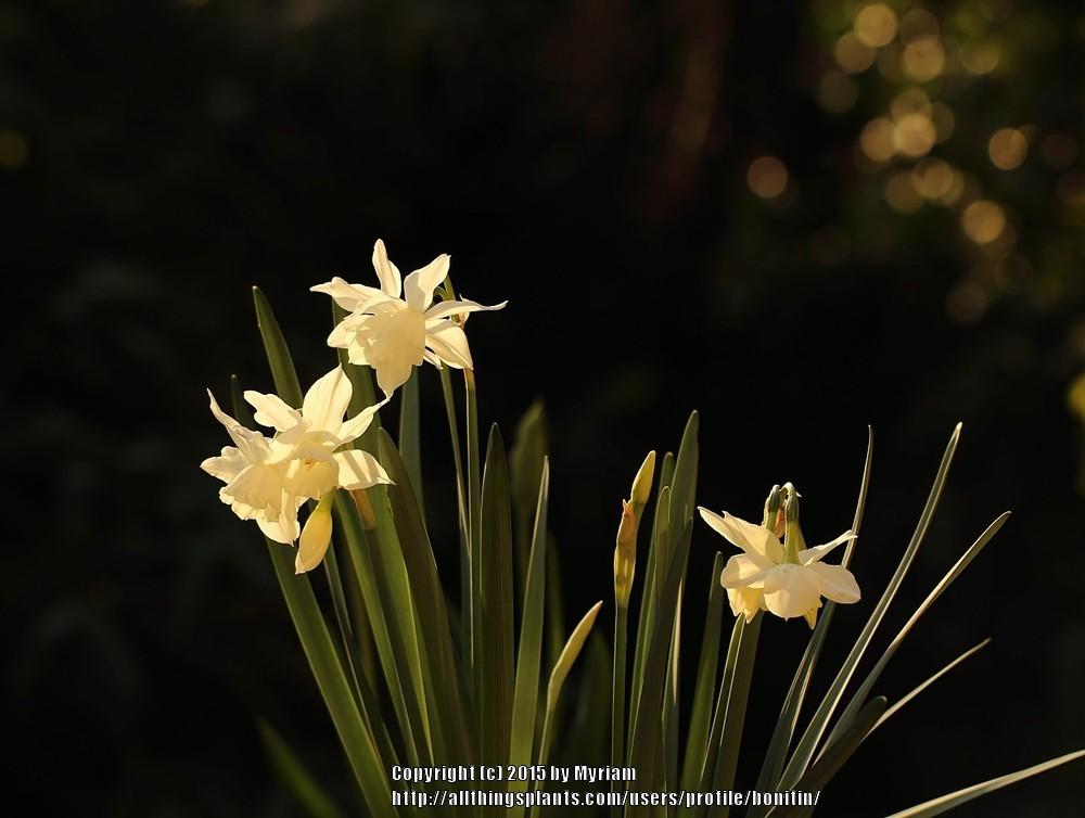 Photo of Triandrus Daffodil (Narcissus 'Thalia') uploaded by bonitin