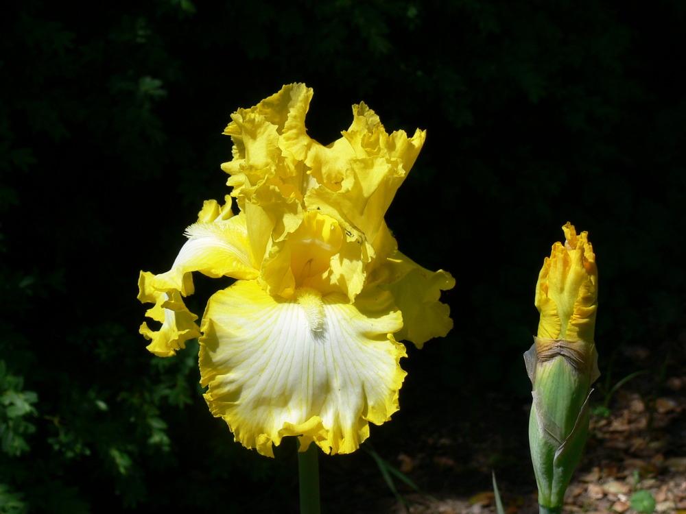 Photo of Tall Bearded Iris (Iris 'That's All Folks') uploaded by janwax