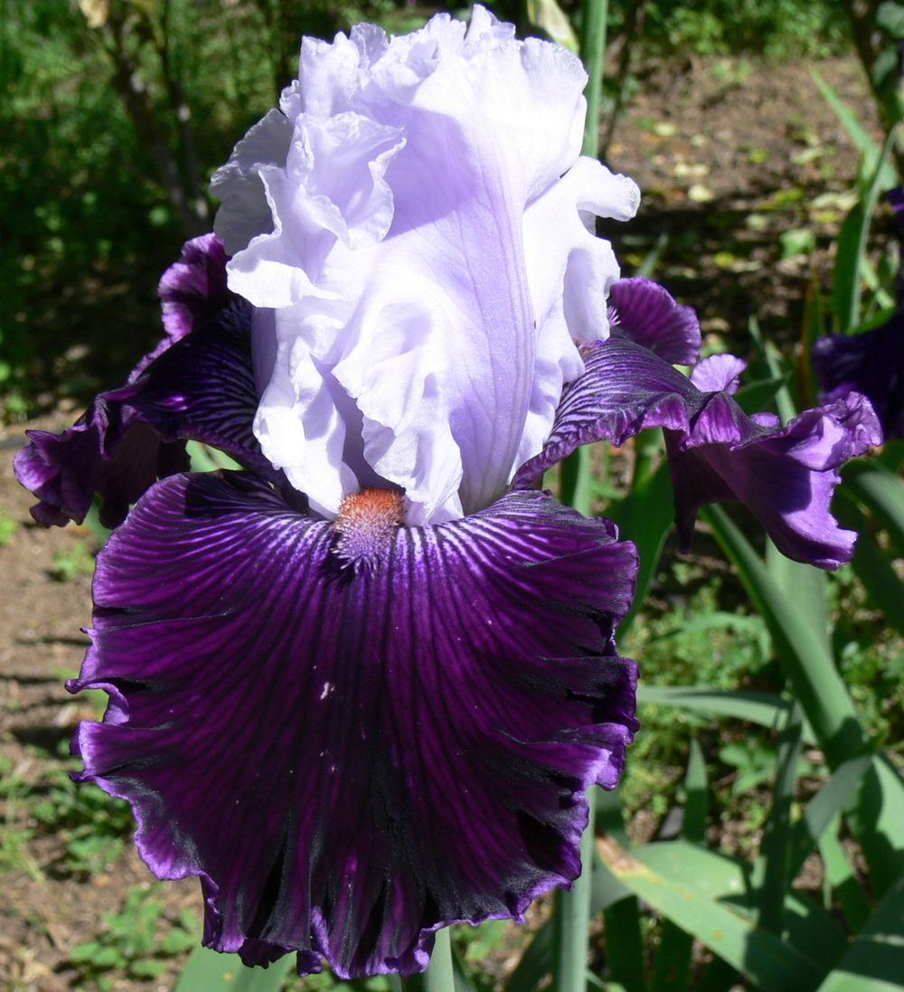 Photo of Tall Bearded Iris (Iris 'Dinner Talk') uploaded by janwax