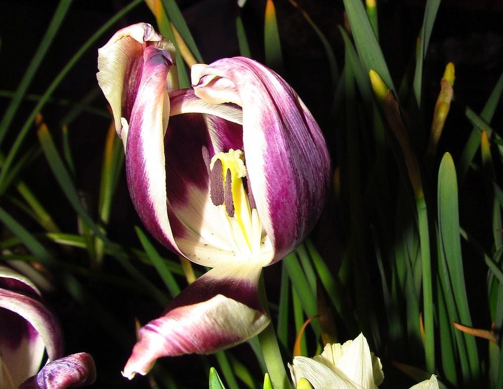 Photo of Triumph Tulip (Tulipa 'Chansonette') uploaded by jmorth