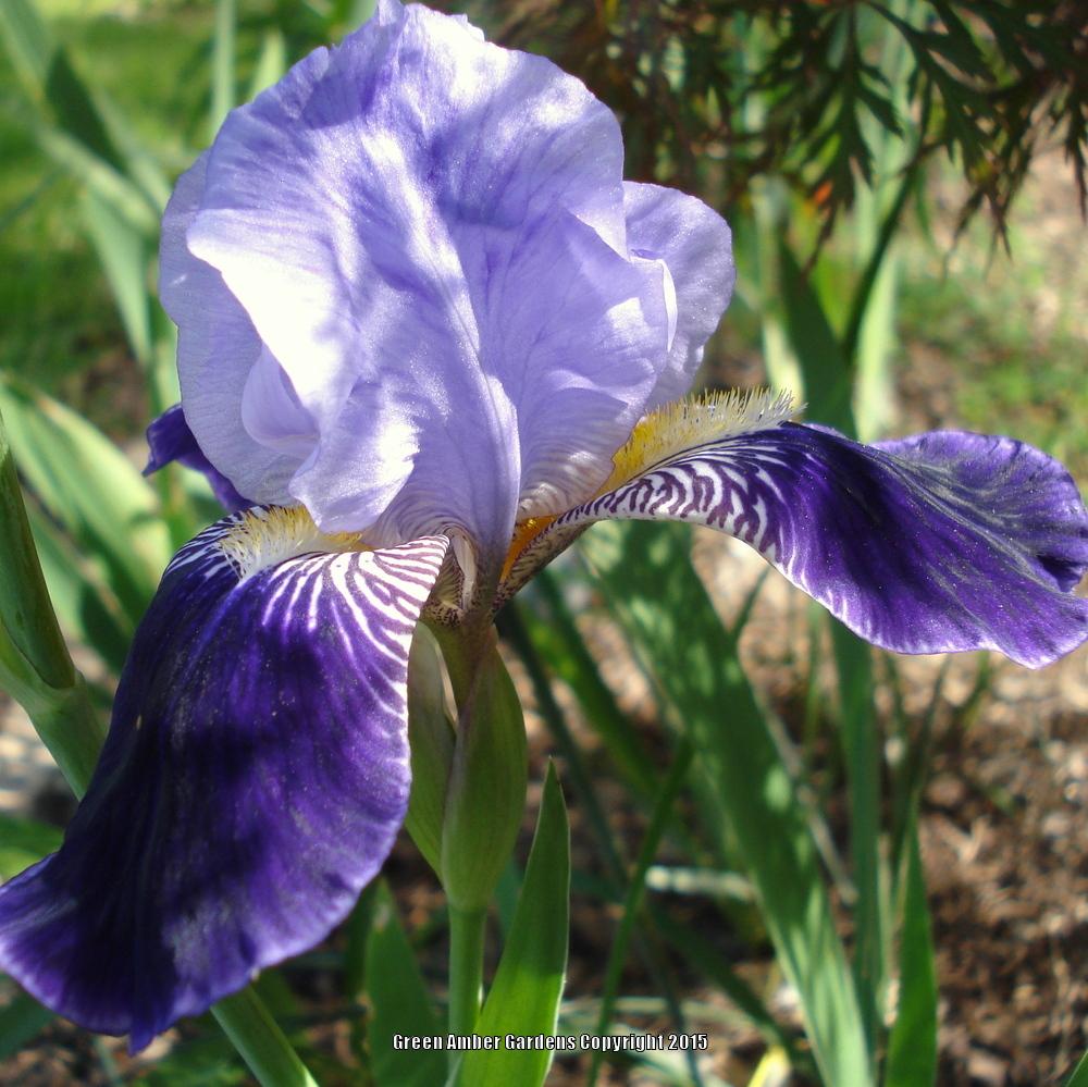 Photo of Tall Bearded Iris (Iris 'Perfection') uploaded by lovemyhouse