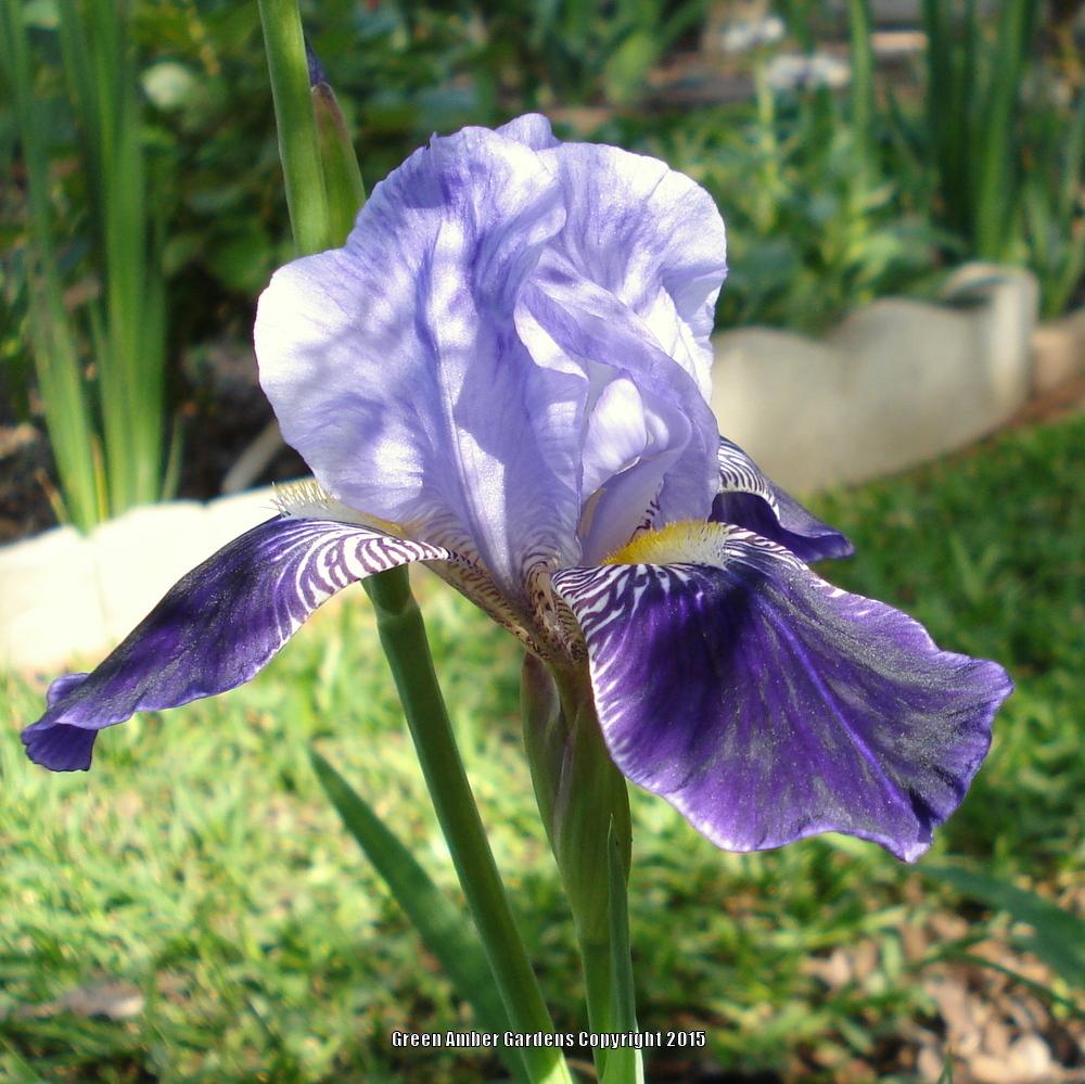 Photo of Tall Bearded Iris (Iris 'Perfection') uploaded by lovemyhouse