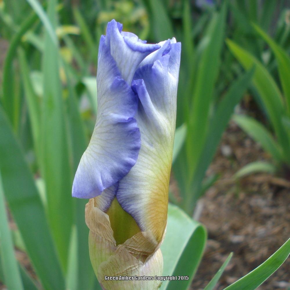 Photo of Tall Bearded Iris (Iris 'Restless Heart') uploaded by lovemyhouse