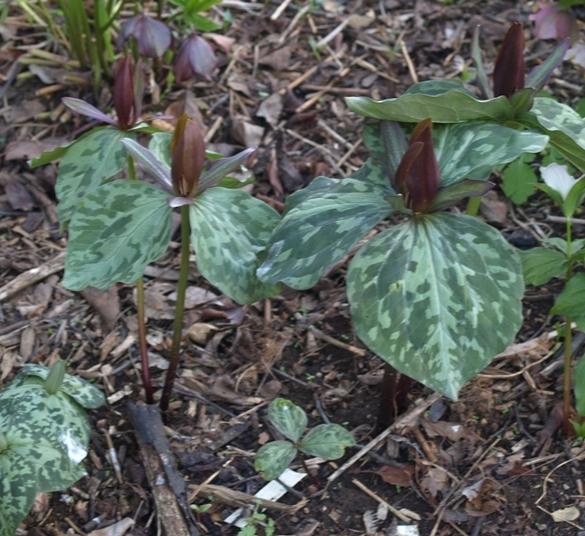 Photo of Sessile Trillium (Trillium sessile) uploaded by plantrob