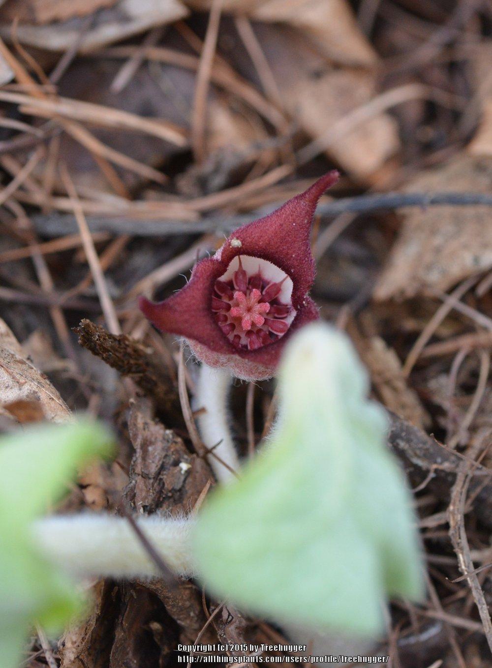 Photo of Wild Ginger (Asarum canadense) uploaded by treehugger