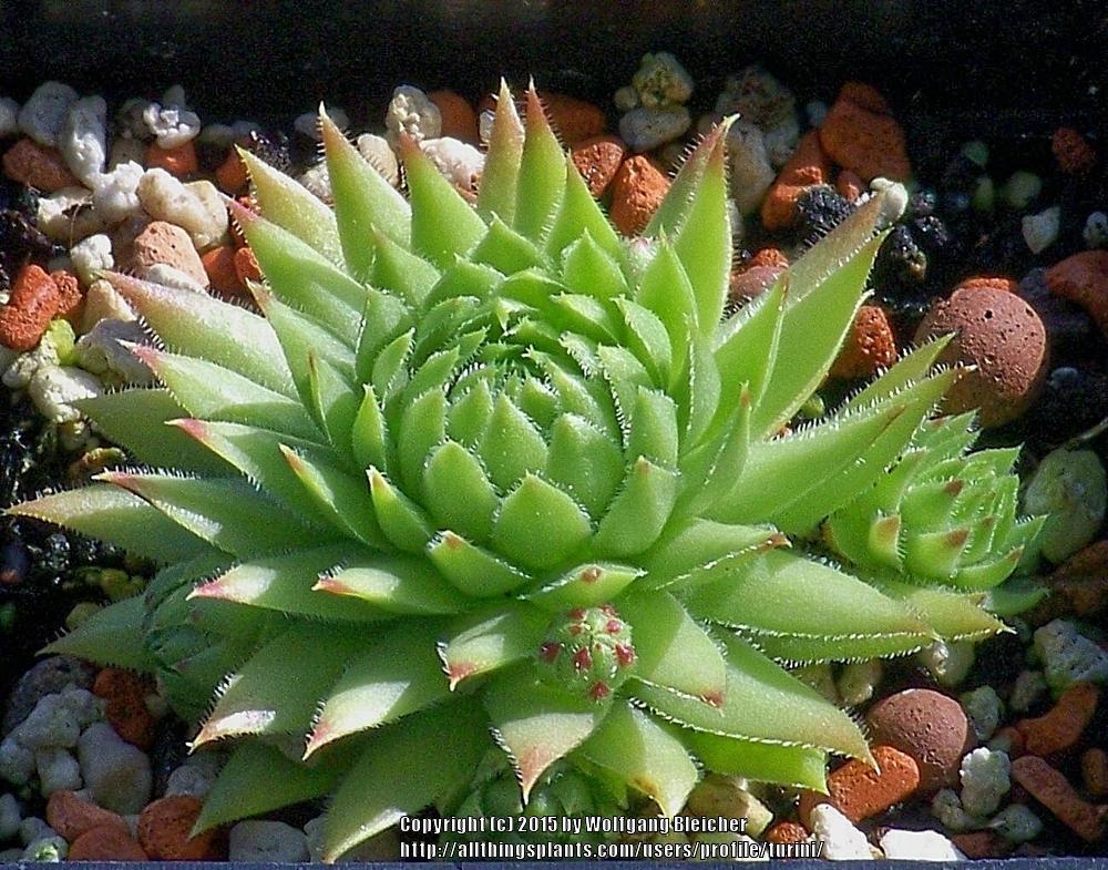 Photo of Hen and Chicks (Sempervivum globiferum 'Sweet Lime Girl') uploaded by turini