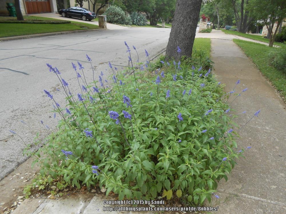 Photo of Mealy Cup Sage (Salvia farinacea 'Henry Duelberg') uploaded by Bubbles