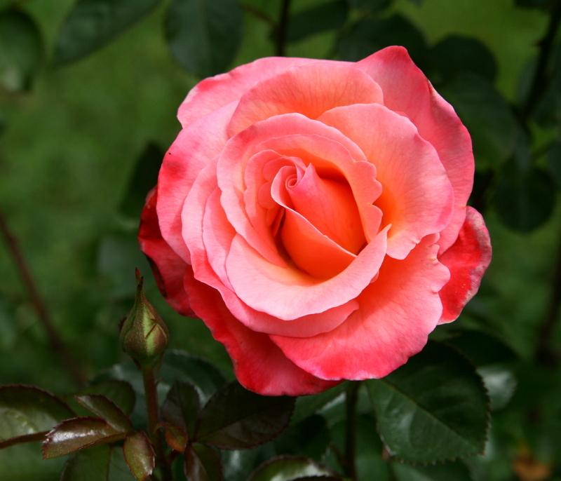 Photo of Rose (Rosa 'Colorific') uploaded by Calif_Sue
