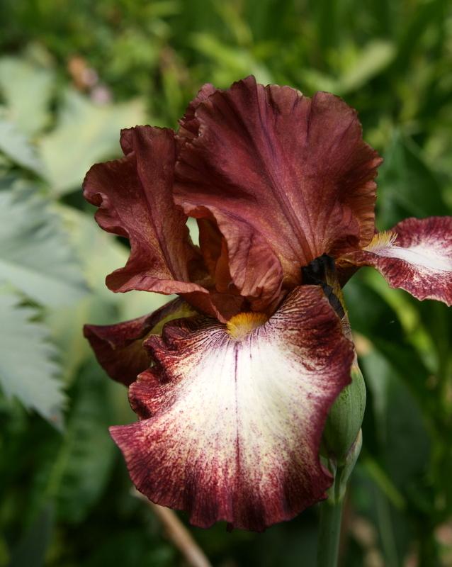 Photo of Tall Bearded Iris (Iris 'Stop the Music') uploaded by Calif_Sue